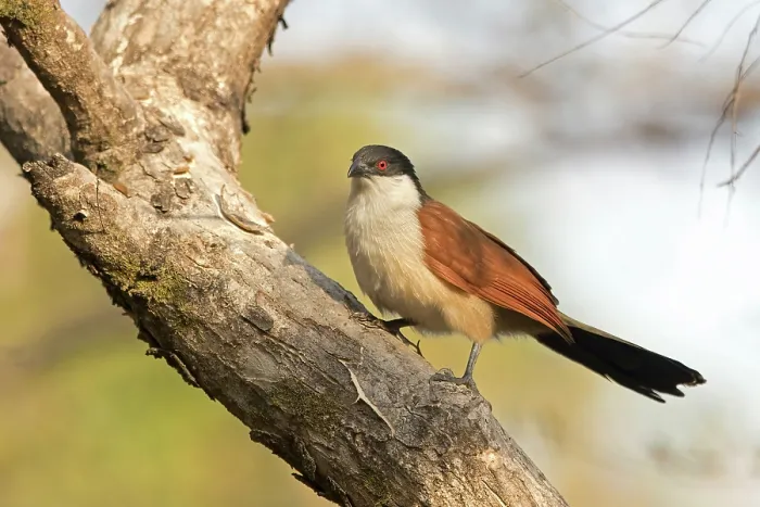 Framed Print : Senegal coucal (Centropus senegalensis) perched in tree, Benoue National Park, Cameroon Framed Print : Senegal coucal (Centropus senegalensis) perched in tree, Benoue National Park, Cameroon