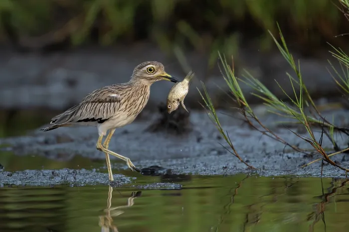 Framed Print : Senegal thick-knee (Burhinus senegalensis) feeding on a dead fish in shallow water, Allahein river, The Gambia Framed Print : Senegal thick-knee (Burhinus senegalensis) feeding on a dead fish in shallow water, Allahein river, The Gambia