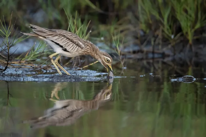 Framed Print : Senegal thick-knee (Burhinus senegalensis) feeding on a dead fish in shallow water, Allahein river, The Gambia Framed Print : Senegal thick-knee (Burhinus senegalensis) feeding on a dead fish in shallow water, Allahein river, The Gambia