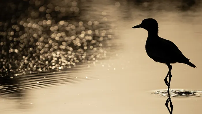 Framed Print : Senegal thick-knee (Burhinus senegalensis) standing in shallow water, silhouetted at dusk, Allahein river, The Gambia Framed Print : Senegal thick-knee (Burhinus senegalensis) standing in shallow water, silhouetted at dusk, Allahein river, The Gambia