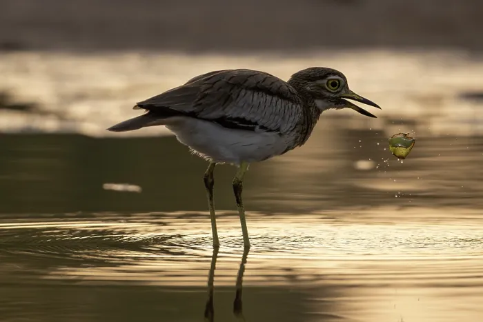 Framed Print : Senegal thick-knee (Burhinus senegalensis) standing in shallow water feeding, Allahein river, The Gambia Framed Print : Senegal thick-knee (Burhinus senegalensis) standing in shallow water feeding, Allahein river, The Gambia
