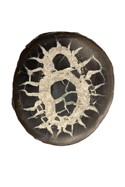 Septarian concretion or (septarian nodules) from Morocco