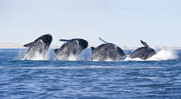 Framed Print : Sequence of a breaching Southern right whale (Eubalaena australis) Golfo Nuevo, Peninsula Valdes Framed Print : Sequence of a breaching Southern right whale (Eubalaena australis) Golfo Nuevo, Peninsula Valdes