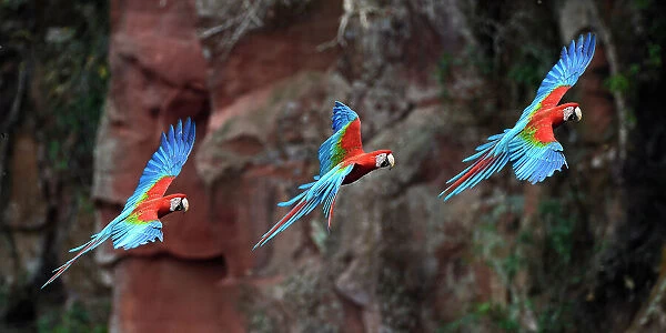 Sequence of a Red-and-green macaw or green-winged macaw (Ara chloropterus) coming into land at its nest hole on a cliff. Buraco das Araras, Jardim, Mato Grosso do Sul, Brazil. September. Digital composite image