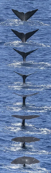 Sequence of tail fluke of Sperm whale (Physeter macrocephalus) diving. Dominica. Caribbean Sea, Atlantic Ocean. Digital composite