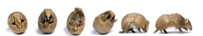 Framed Print : Sequence of a Three-banded armadillo (Tolypeutes tricinctus) unrolling from defensive Framed Print : Sequence of a Three-banded armadillo (Tolypeutes tricinctus) unrolling from defensive