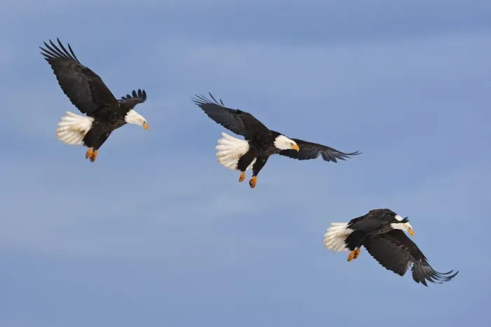 Framed Print : Series of Bald eagle (Haliaeetus leucocephalus) in flight, Homer, Alaska, USA, March