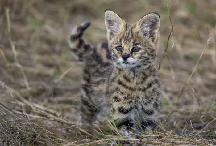 Framed Print : Serval kitten (Leptailurus serval), aged two months, near its mother, in savannah. Masai Mara national reserve, Kenya, East Africa Framed Print : Serval kitten (Leptailurus serval), aged two months, near its mother, in savannah. Masai Mara national reserve, Kenya, East Africa