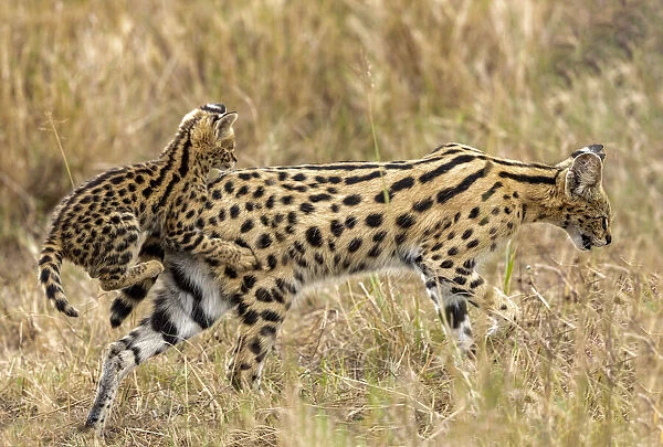Serval kitten (Leptailurus serval), aged two months, griping onto its mothers backside while she is walking, in savannah. Masai Mara national reserve, Kenya, East Africa