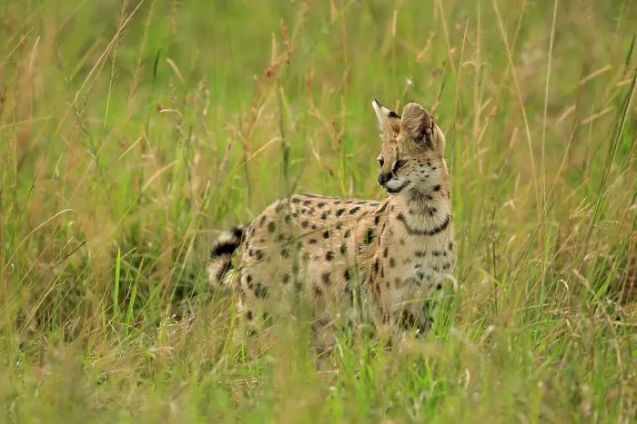 Framed Print : Serval (Leptailurus serval) hunting in long grass of the savanna, Mara Triangle, Kenya Framed Print : Serval (Leptailurus serval) hunting in long grass of the savanna, Mara Triangle, Kenya