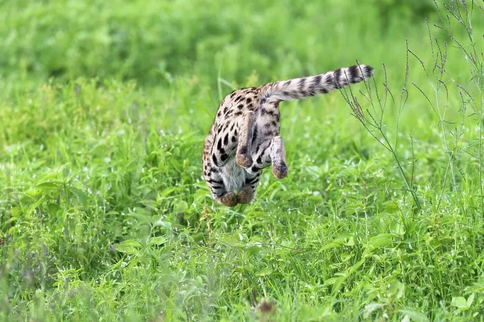 Framed Print : Serval (Leptailurus serval) leaping into vegetation, hunting prey, Ngorongoro Crater, Tanzania Framed Print : Serval (Leptailurus serval) leaping into vegetation, hunting prey, Ngorongoro Crater, Tanzania