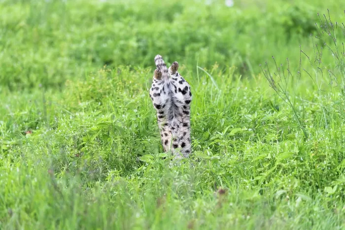 Framed Print : Serval (Leptailurus serval) leaping into vegetation, hunting prey, Ngorongoro Crater, Tanzania Framed Print : Serval (Leptailurus serval) leaping into vegetation, hunting prey, Ngorongoro Crater, Tanzania