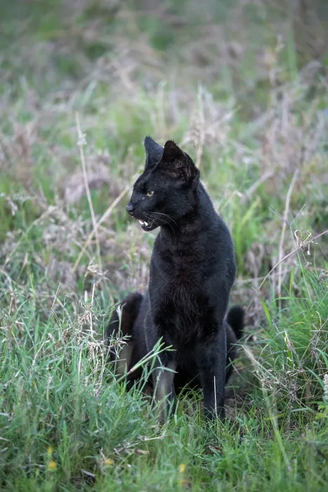 Framed Print : Serval (Leptailurus serval) melanistic, sitting in grass, Serengeti National Park, Tanzania Framed Print : Serval (Leptailurus serval) melanistic, sitting in grass, Serengeti National Park, Tanzania