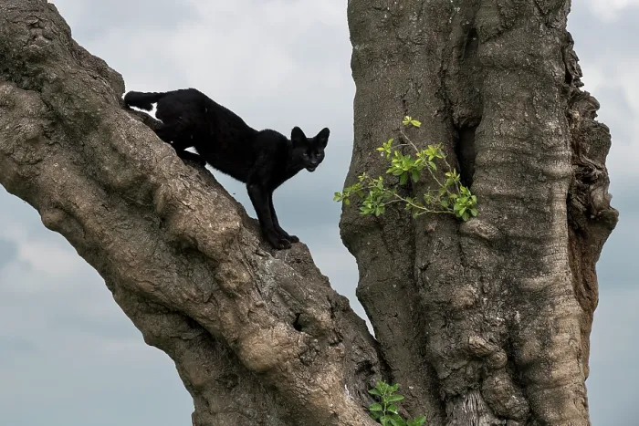 Framed Print : Serval (Leptailurus serval) melanistic, climbing in tree, Serengeti National Park, Tanzania Framed Print : Serval (Leptailurus serval) melanistic, climbing in tree, Serengeti National Park, Tanzania