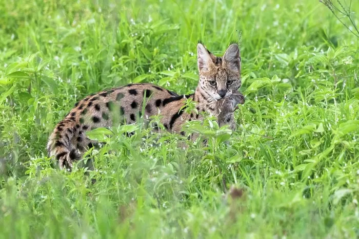 Framed Print : Serval (Leptailurus serval) with with freshly caught rodent prey in mouth, Ngorongoro Crater, Tanzania Framed Print : Serval (Leptailurus serval) with with freshly caught rodent prey in mouth, Ngorongoro Crater, Tanzania