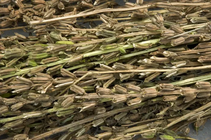 Framed Print : Sesame (Sesamum indicum), dried seed pods ready for seed harvesting. Sichuan Province, China Framed Print : Sesame (Sesamum indicum), dried seed pods ready for seed harvesting. Sichuan Province, China