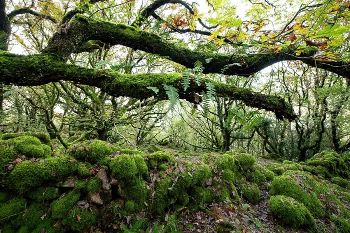 Framed Print : Sessile oak (Quercus petraea) with Common polypody (Polypodium vulgare) ferns and ancient wall covered in moss, Coed Ty Canol Wood, Pembrokeshire, Wales, UK. November Framed Print : Sessile oak (Quercus petraea) with Common polypody (Polypodium vulgare) ferns and ancient wall covered in moss, Coed Ty Canol Wood, Pembrokeshire, Wales, UK. November