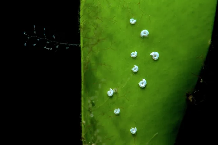 Framed Print : Sessile tube polychaete worms (Serpulidae) on green algae (Caulerpa prolifera), Tenerife, Canary Islands, Atlantic Ocean Framed Print : Sessile tube polychaete worms (Serpulidae) on green algae (Caulerpa prolifera), Tenerife, Canary Islands, Atlantic Ocean