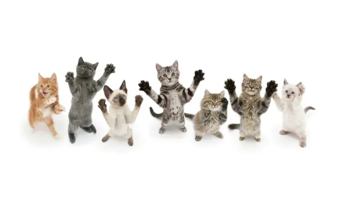 Framed Print : Seven cats standing on back legs, front paws raised. Digital composite Framed Print : Seven cats standing on back legs, front paws raised. Digital composite