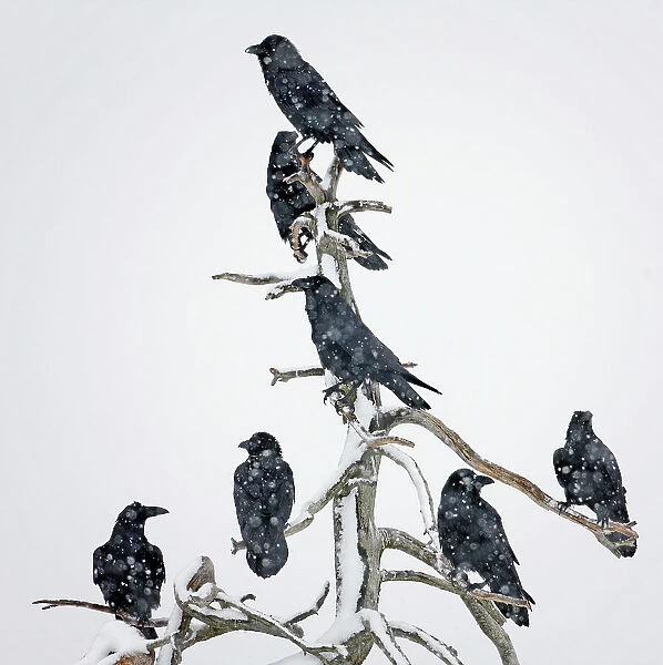 Seven Ravens (Corvus corax) perched on dead tree in the snow, Utajarvi, Finland, February