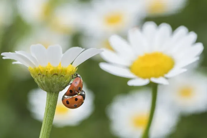 Framed Print : Seven spot ladybird (Coccinella septempunctata) pair mating on Mayweed (Anthemis sp) flower Framed Print : Seven spot ladybird (Coccinella septempunctata) pair mating on Mayweed (Anthemis sp) flower
