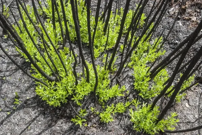 Framed Print : Severely burnt shrubs re-sprouting from lignotubers shortly after bushfire Framed Print : Severely burnt shrubs re-sprouting from lignotubers shortly after bushfire