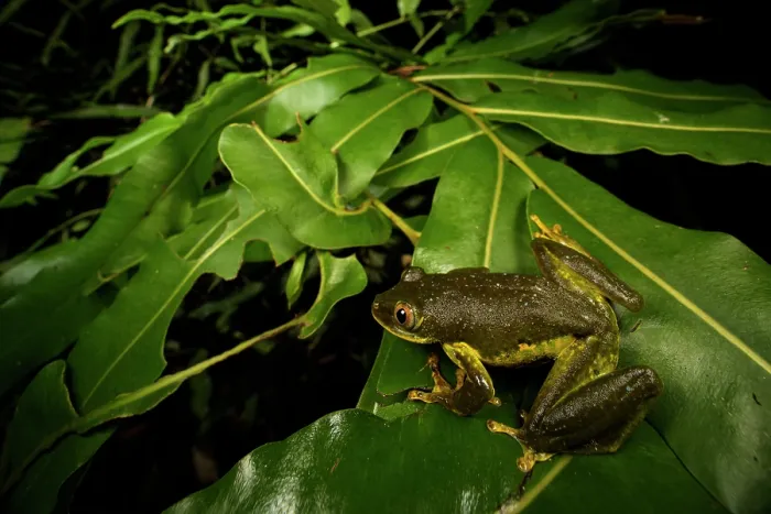Framed Print : Seychelle islands treefrog (Tachycnemis seychellensis) sitting on leaf, La Digue island, Seychelles Framed Print : Seychelle islands treefrog (Tachycnemis seychellensis) sitting on leaf, La Digue island, Seychelles