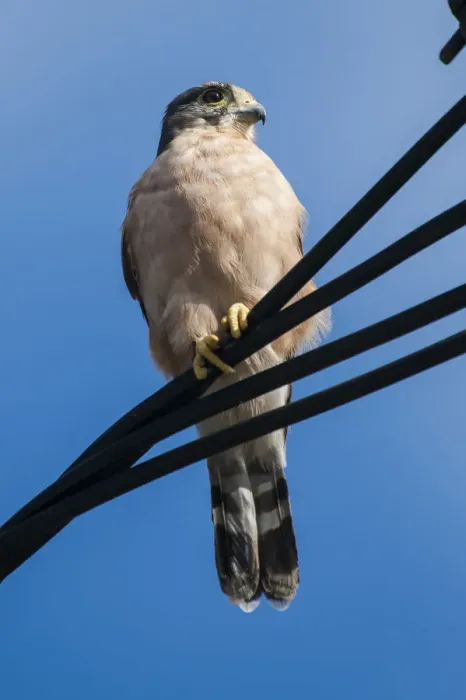 Framed Print : Seychelles kestrel (Falco araeus), adult perched on wire, Republic of Seychelles Vulnerable species Framed Print : Seychelles kestrel (Falco araeus), adult perched on wire, Republic of Seychelles Vulnerable species