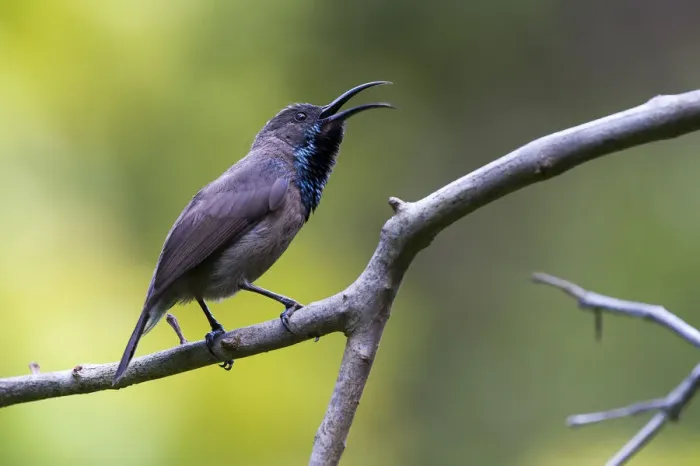Framed Print : Seychelles Sunbird (Cinnyris dussumieri), adult male singing, Praslin Island, Republic Framed Print : Seychelles Sunbird (Cinnyris dussumieri), adult male singing, Praslin Island, Republic