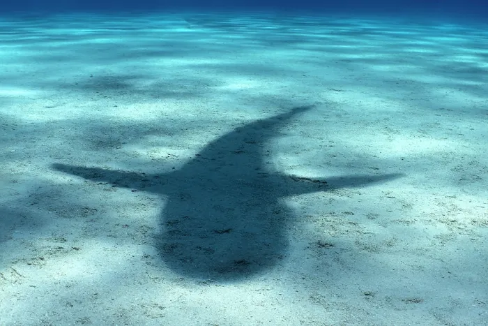 Framed Print : Shadow of a Caribbean reef shark (Carcharhinus perezi) cast on a sandy seabed, Little Bahama Bank, Grand Bahama Island, Bahamas, Atlantic Ocean. Endangered. Controlled conditions Framed Print : Shadow of a Caribbean reef shark (Carcharhinus perezi) cast on a sandy seabed, Little Bahama Bank, Grand Bahama Island, Bahamas, Atlantic Ocean. Endangered. Controlled conditions