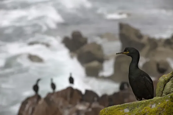 Framed Print : Shag (Phalacrocorax aristotelis) on cliff, Saltee Islands, County Wexford, Ireland Framed Print : Shag (Phalacrocorax aristotelis) on cliff, Saltee Islands, County Wexford, Ireland