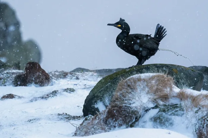 Framed Print : Shag (Phalacrocorax aristotelis) defecating on snowy rocks, Hornoya, Varanger, Finnmark, Norway. March Framed Print : Shag (Phalacrocorax aristotelis) defecating on snowy rocks, Hornoya, Varanger, Finnmark, Norway. March