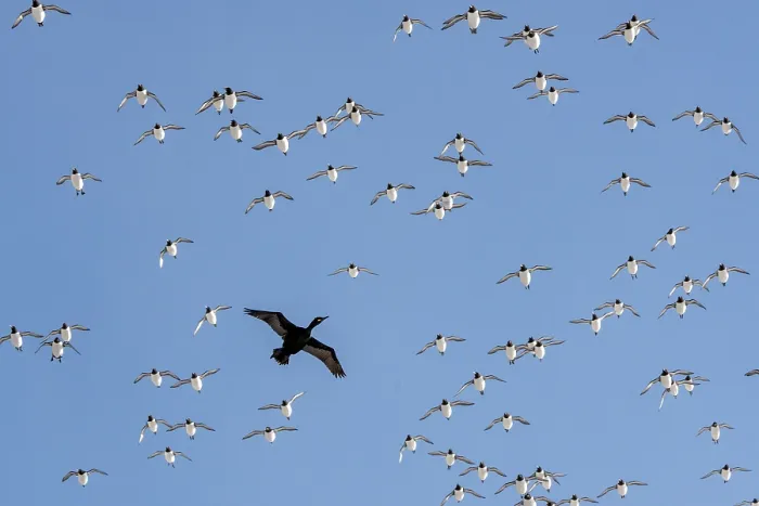 Framed Print : Shag (Phalacrocorax aristotelis) in flight among flock of Common guillemots (Uria aalge), Hornoya, Varanger, Finnmark, Norway. March