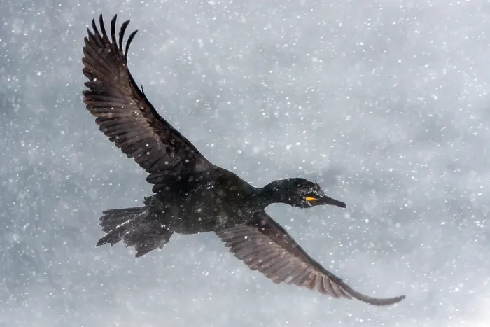 Framed Print : Shag (Phalacrocorax aristotelis) in flight during heavy snowfall, Hornoya, Varanger, Finnmark, Norway. March Framed Print : Shag (Phalacrocorax aristotelis) in flight during heavy snowfall, Hornoya, Varanger, Finnmark, Norway. March