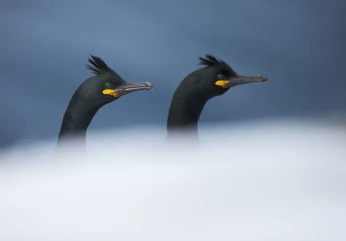 Framed Print : Shag (Phalacrocorax aristotelis) two heads showing above rock, Vardo, Norway March Framed Print : Shag (Phalacrocorax aristotelis) two heads showing above rock, Vardo, Norway March