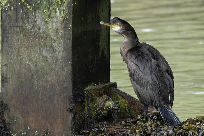 Framed Print : Shag (Phalacrocorax aristotelis) juvenile, perched on lock, Mutford Lock, Suffolk, England, UK. October Framed Print : Shag (Phalacrocorax aristotelis) juvenile, perched on lock, Mutford Lock, Suffolk, England, UK. October