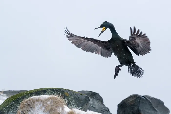 Framed Print : Shag (Phalacrocorax aristotelis) landing on rocks, Hornoya, Varanger, Finnmark, Norway. March Framed Print : Shag (Phalacrocorax aristotelis) landing on rocks, Hornoya, Varanger, Finnmark, Norway. March