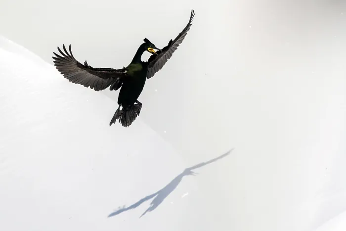 Framed Print : Shag (Phalacrocorax aristotelis) landing in the snow, Hornoya, Varanger, Finnmark, Norway. March Framed Print : Shag (Phalacrocorax aristotelis) landing in the snow, Hornoya, Varanger, Finnmark, Norway. March