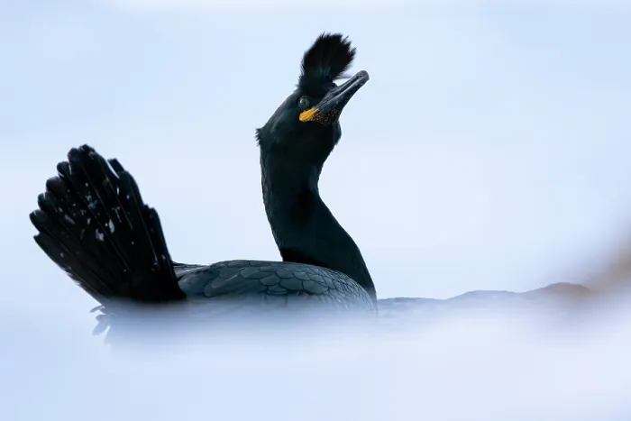 Framed Print : Shag (Phalacrocorax aristotelis) portrait, Hornoya, Varanger, Finnmark, Norway. March Framed Print : Shag (Phalacrocorax aristotelis) portrait, Hornoya, Varanger, Finnmark, Norway. March