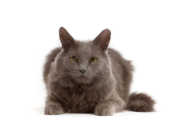 Shaggy grey cat, portrait
