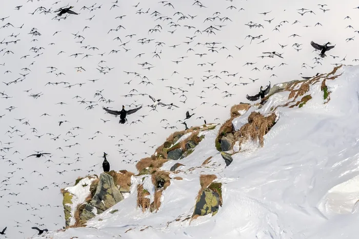 Framed Print : Shags (Phalacrocorax aristotelis) flock landing on the island with Razorbills (Alca torda), Common guillemots (Uria aalge) and Puffins (Fratercula arctica) in mass landing Framed Print : Shags (Phalacrocorax aristotelis) flock landing on the island with Razorbills (Alca torda), Common guillemots (Uria aalge) and Puffins (Fratercula arctica) in mass landing