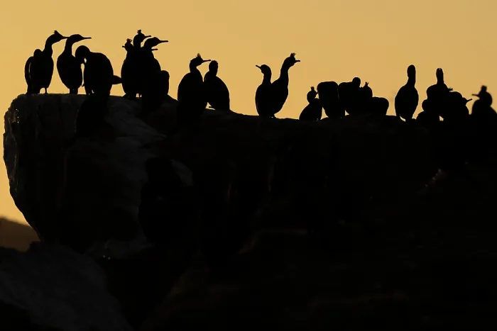 Framed Print : Shags (Phalacrocorax aristotelis) flock perched on cliff top at sunset, Hornoya bird cliff island, Varanger Peninsula, Finnmark, Norway. June Framed Print : Shags (Phalacrocorax aristotelis) flock perched on cliff top at sunset, Hornoya bird cliff island, Varanger Peninsula, Finnmark, Norway. June