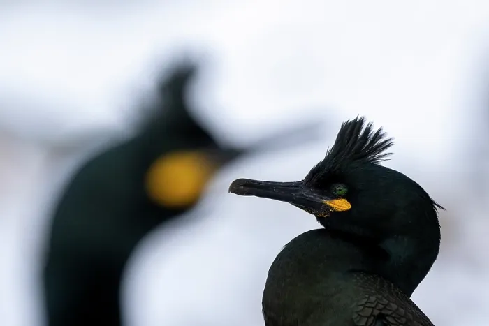 Framed Print : Two Shags (Phalacrocorax aristotelis) head portrait, Hornoya, Varanger, Finnmark, Norway. March Framed Print : Two Shags (Phalacrocorax aristotelis) head portrait, Hornoya, Varanger, Finnmark, Norway. March