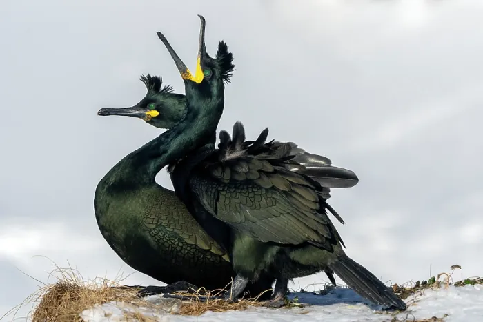 Framed Print : Shags (Phalacrocorax aristotelis) pair, mating, Hornoya, Varanger, Finnmark, Norway. March Framed Print : Shags (Phalacrocorax aristotelis) pair, mating, Hornoya, Varanger, Finnmark, Norway. March