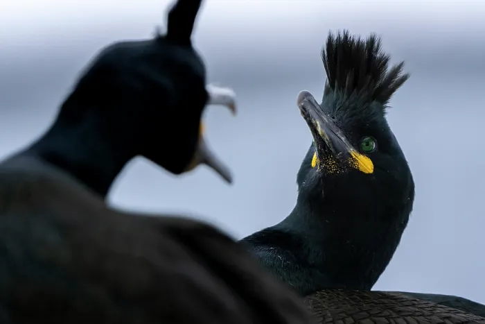 Framed Print : Shags (Phalacrocorax aristotelis) pair squabbling, Hornoya, Varanger, Finnmark, Norway. March Framed Print : Shags (Phalacrocorax aristotelis) pair squabbling, Hornoya, Varanger, Finnmark, Norway. March