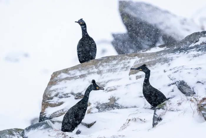 Framed Print : Three Shags (Phalacrocorax aristotelis) perched on snow-covered rocks in light snowfall, Hornoya, Varanger, Finnmark, Norway. March Framed Print : Three Shags (Phalacrocorax aristotelis) perched on snow-covered rocks in light snowfall, Hornoya, Varanger, Finnmark, Norway. March
