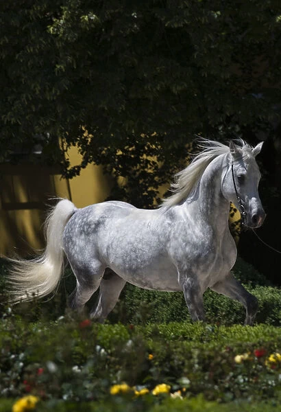 A Shagya Arab stallion (Equus caballlus) is shown in hand in the courtyard of the