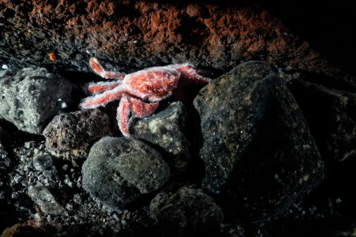 Framed Print : Shallow water hydrothermal vent crab (Xenograpsus testudinatus) resting on rocks, size less than 1cm Framed Print : Shallow water hydrothermal vent crab (Xenograpsus testudinatus) resting on rocks, size less than 1cm