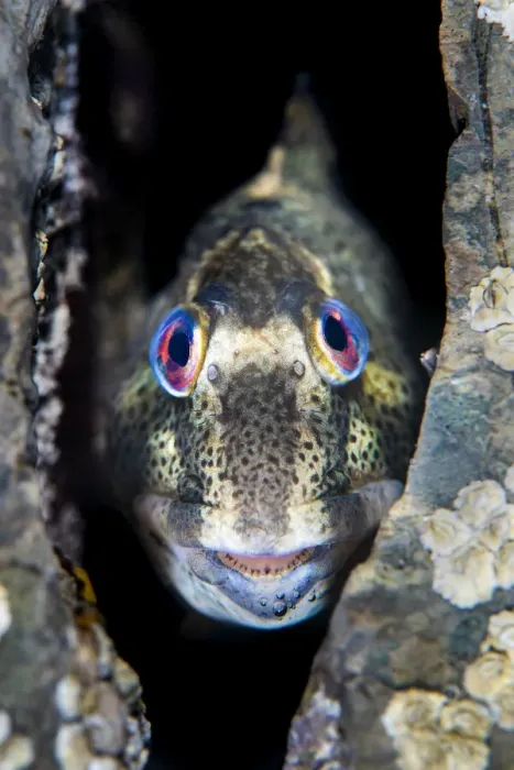 Framed Print : Shanny common blenny (Lipophrys pholis) male showing breeding colours looking out from a Framed Print : Shanny common blenny (Lipophrys pholis) male showing breeding colours looking out from a