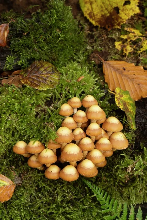 Framed Print : Sheathed woodtuft (Kuehneromyces mutabilis) growing on Beech stump, Surrey, England, UK. November Framed Print : Sheathed woodtuft (Kuehneromyces mutabilis) growing on Beech stump, Surrey, England, UK. November